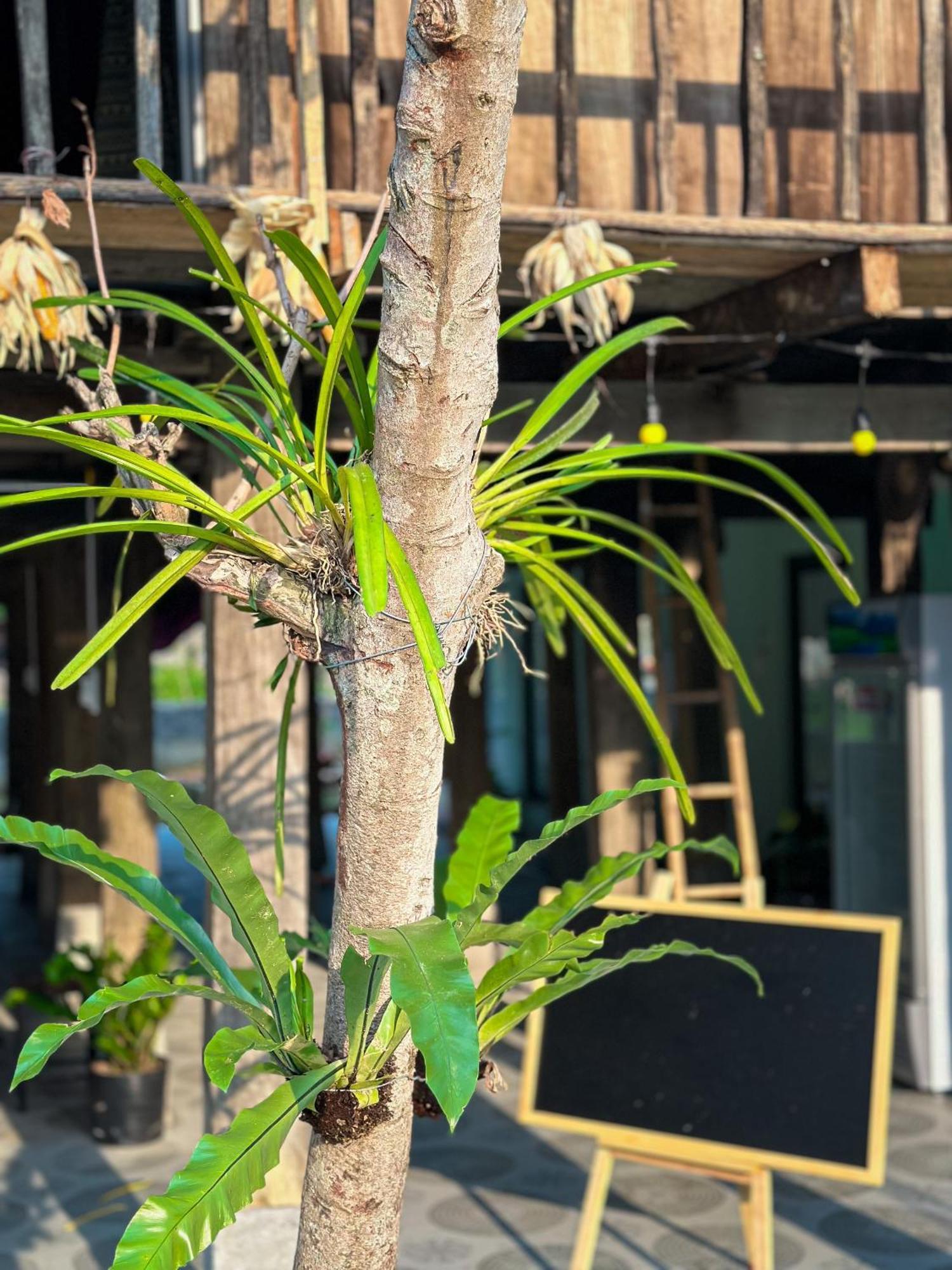Du Gia Thu'S Homestay Làng Cac Eksteriør bilde